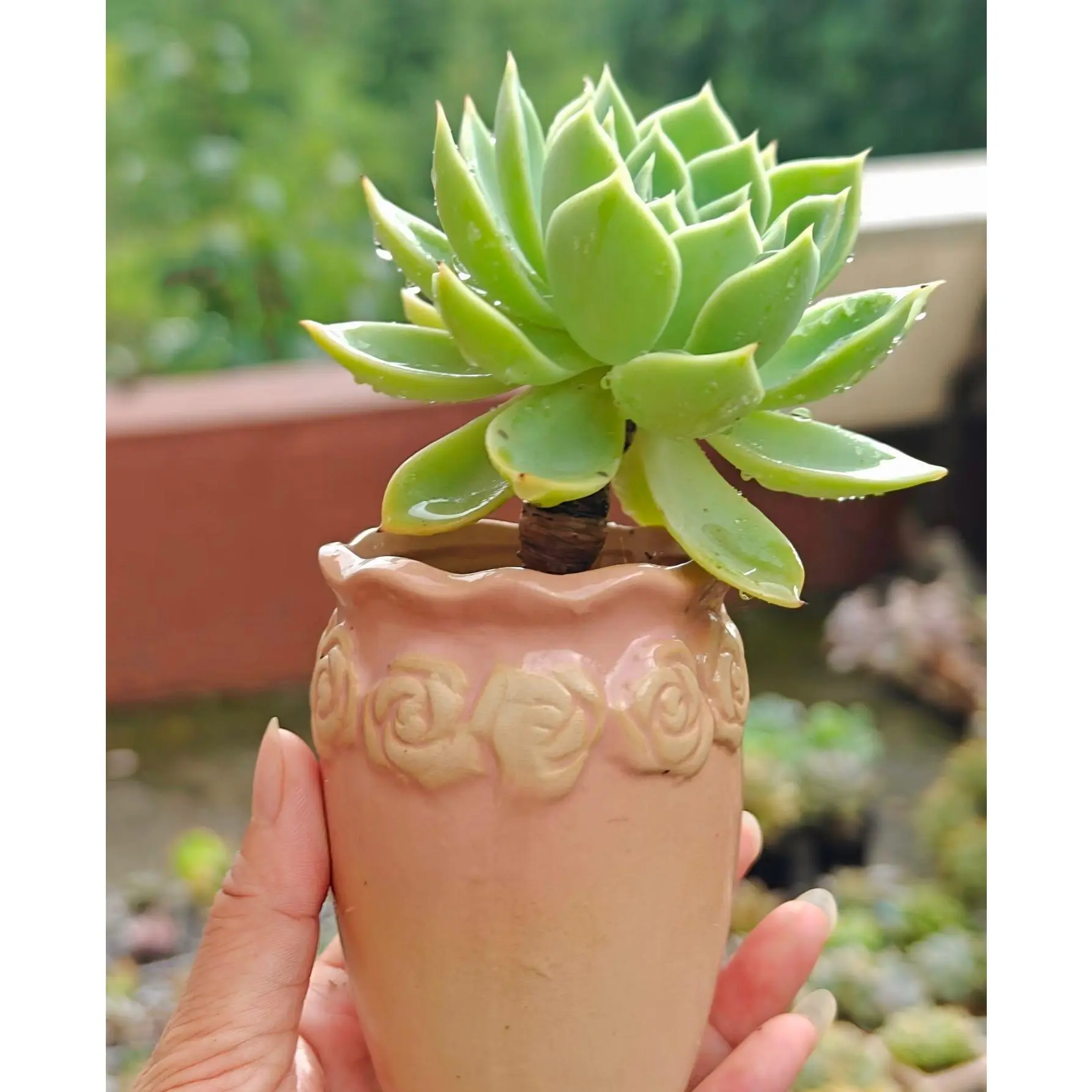 2"Live Succulent (Echeveria Blue Atoll) 2"Live Succulent (Echeveria Blue Atoll)