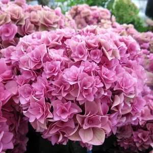 Double Pink Hydrangea Seeds – 200+ Seeds per Pack for Lush, Elegant Garden Blooms