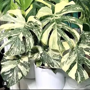 Monstera Thai Constellation 6" Pot - Variegated Houseplant Perfect for Indoor Planting in United States