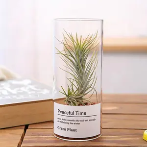 Tillandsia Funckiana Air Plant 3-4 Inch – Rare Live Air Plant, Easy Care Indoor Plant, Aesthetic Home Decor