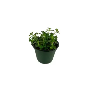 Baby's Tears Plant - Live Plant in a 4 Inch Pot - Soleirolia Helxine - Beautiful Indoor Houseplant