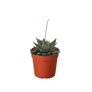 Succulent Haworthia Miami