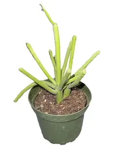 Pencil Cactus 4" (Euphorbia tirucalli)