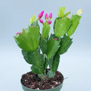 Schlumbergera truncata Thanksgiving Cactus