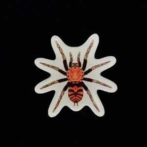 Guatemalan Tiger Rump Tarantula Acrylic Magnet Enclosure Tag (Davus pentaloris)