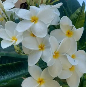 Hawaiian WHITE Ulaula Plumeria Frangipani Plant 10" Top Cutting All Seasons Easy to Root Sunlight Loving Flowering Plant
