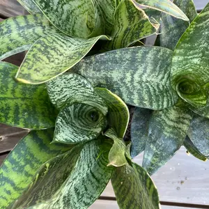 Sansevieria Green 4”