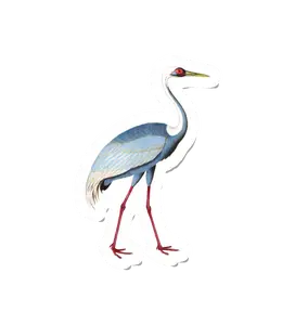 Birdy Sarus
