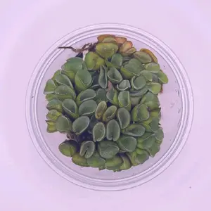Salvinia Cucullata - Freshwater Floating Plant for Aquariums and Ponds