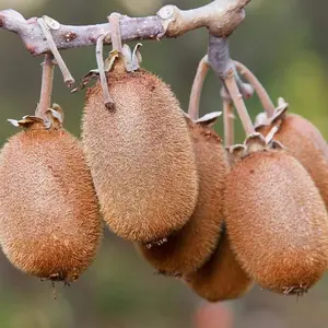 Kiwi Fruit Seeds (25 Seeds) Kiwi, Kiwi Fruit, Chinese Gooseberry, Actinidia chinensis, Actinidia,