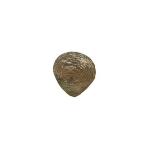 Agate-Replaced Fossil Clam – One Unique Specimen