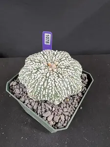 Astrophytum Asterias cv. Superkabuto Cactus - Imported Indoor Houseplant for All Seasons, Ships Bare Root
