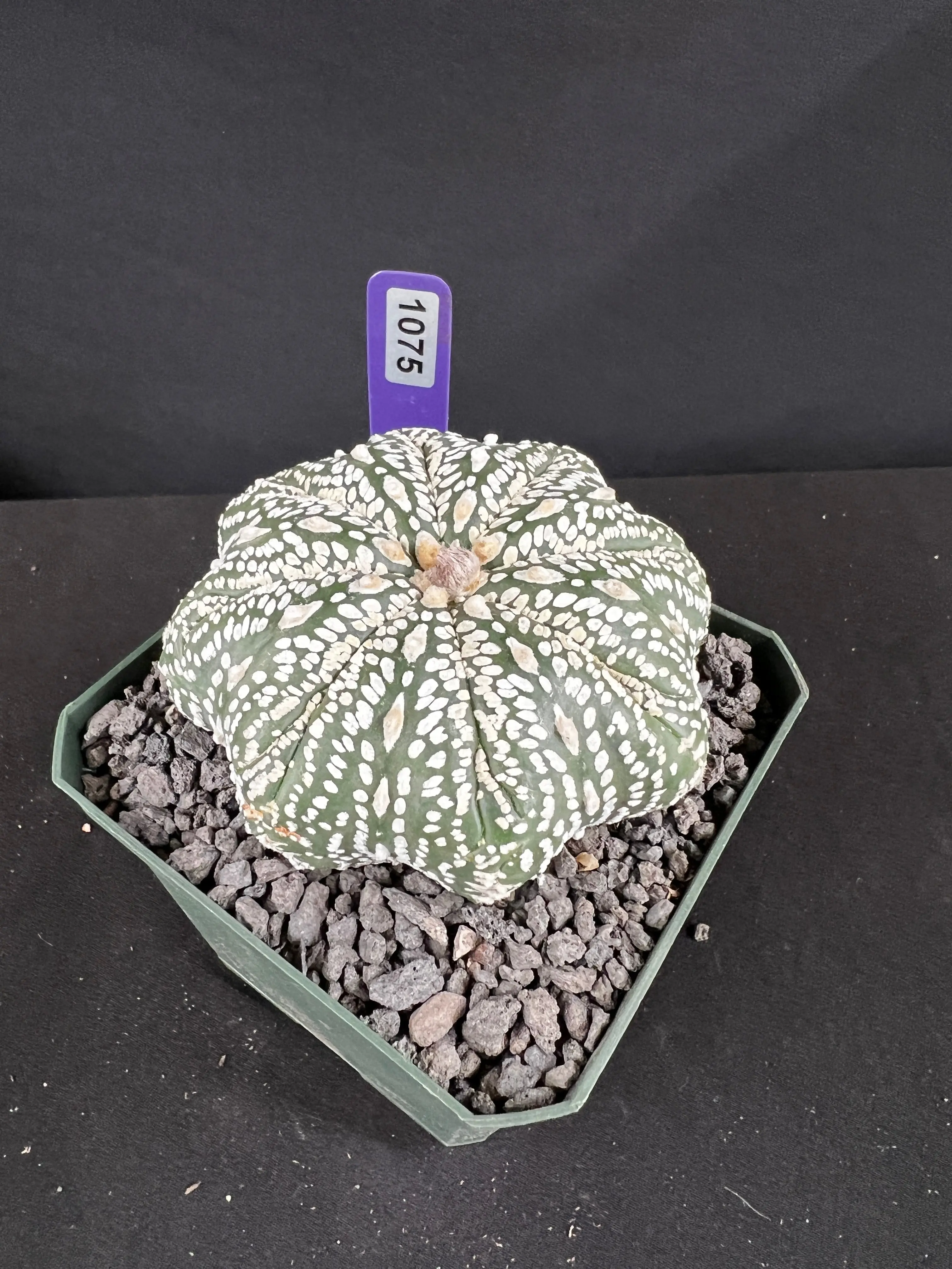 Astrophytum Asterias cv. Superkabuto Cactus - Imported Indoor Houseplant for All Seasons, Ships Bare Root