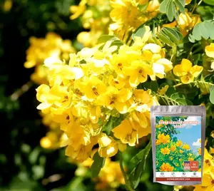 Outsidepride Wild Senna Seeds（cassia sophera） - 50 Pcs. Perennial, Low Maintenance & Pollinator Friendly, Herb Seeds for Planting Tall, Vibrant Yellow Blooms for Garden Beds, Borders & Wildflower Meadows