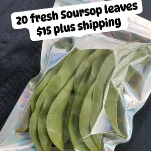 Fresh Soursop Leaves 20 High-Quality Natural Ingredients for Cooking and Herbal Uses Flavor Spice