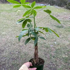 Braided Money Tree 6”