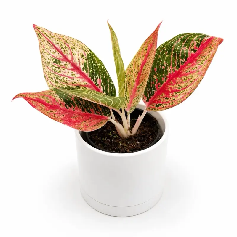 Aglaonema Pink Legacy  4" pot Rare Aglaonema - Live Tropical Indoor Home Decoration