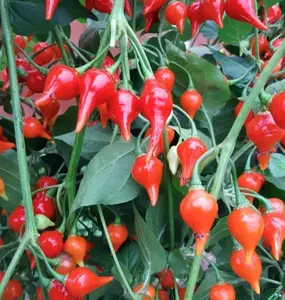 LIVE PLANT Pimenta Biquinho (Chupetinho, Pimenta de Bico, Little beak Brazilian peppers) 1-2 ft - shipped from Florida Scent Colorful Decoration Wedding Kitchen Rose