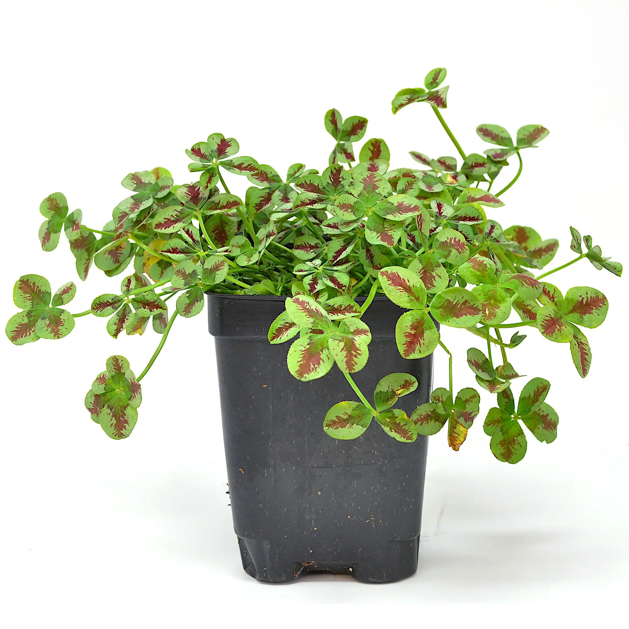 Trifolium Lucky Clover, Red Stripes, Shamrock Clover
