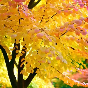 Katsura Tree Seeds | Japanese Caramel Tree | (Cercidiphyllum japonicum)