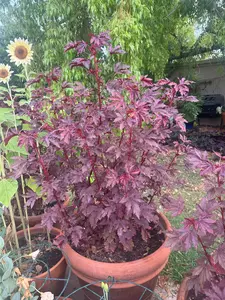 Mahogany Splendors Hibiscus Seeds