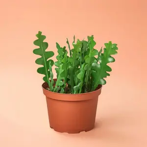 Epiphyllum ‘Ric Rac’ Cactus - Indoor Live Plant, Rare Zig Zag Zip Cactus, Fishbone Design, Perfect for Hanging Baskets, Medium, Trailing Fronds, Beginner Friendly, Bright Light