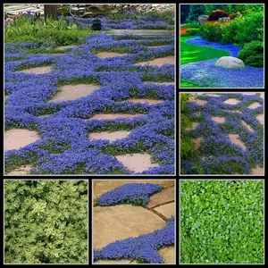 1000 Absolutely Gorgeous Blue Creeping Thyme Ground Cover Seeds