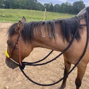 Complete Hackamore with Reins and Lead Lines made from Lariat Rope. Horse Training and Riding Headstall and Reins