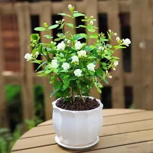 150 Climbing Jasmine Flower Seeds Fragrant Plant for Planting Garden Home Four Seasons Evergreen Silver Jasmine Garden Balcony Climbing Flower Non-GMO