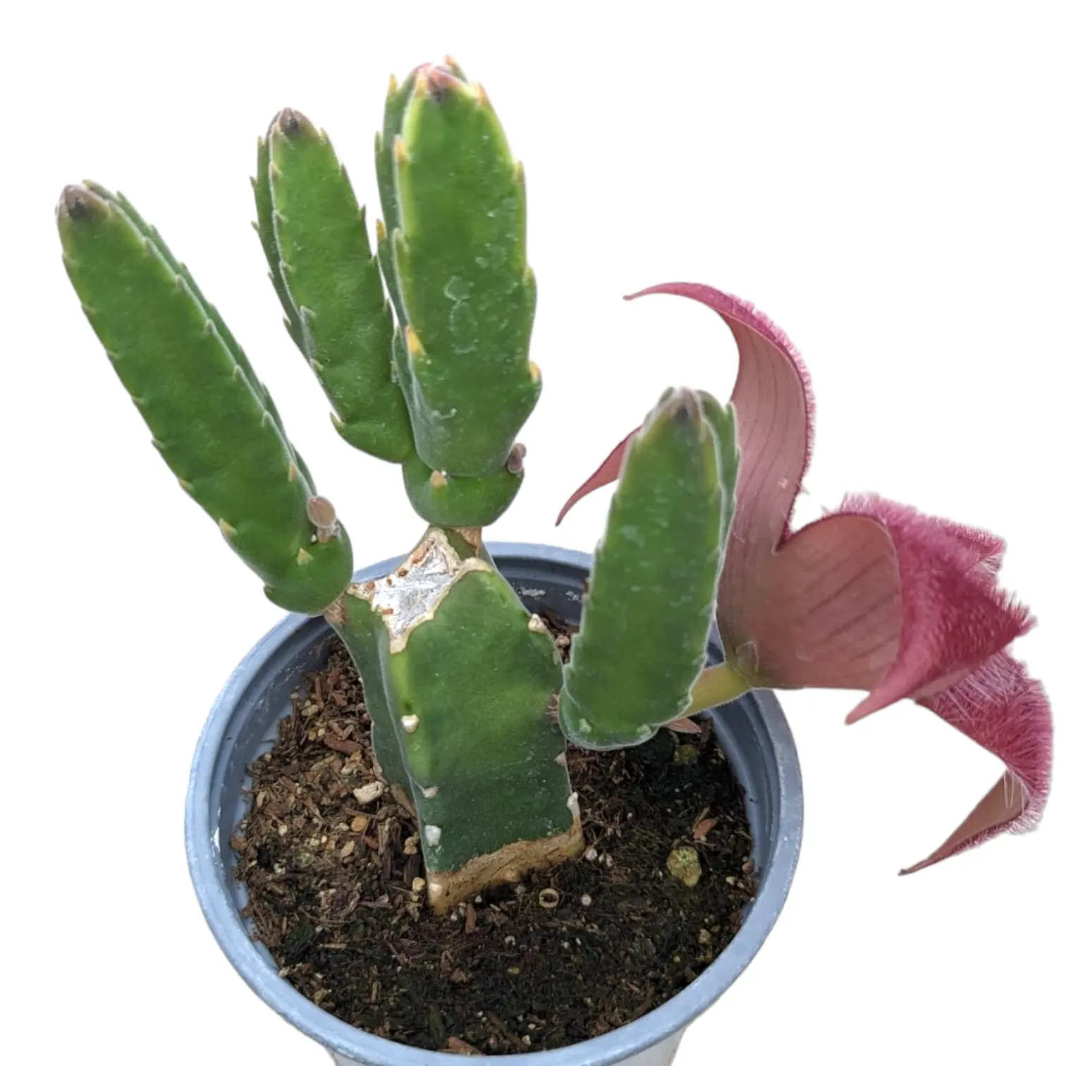 Stapelia grandiflora