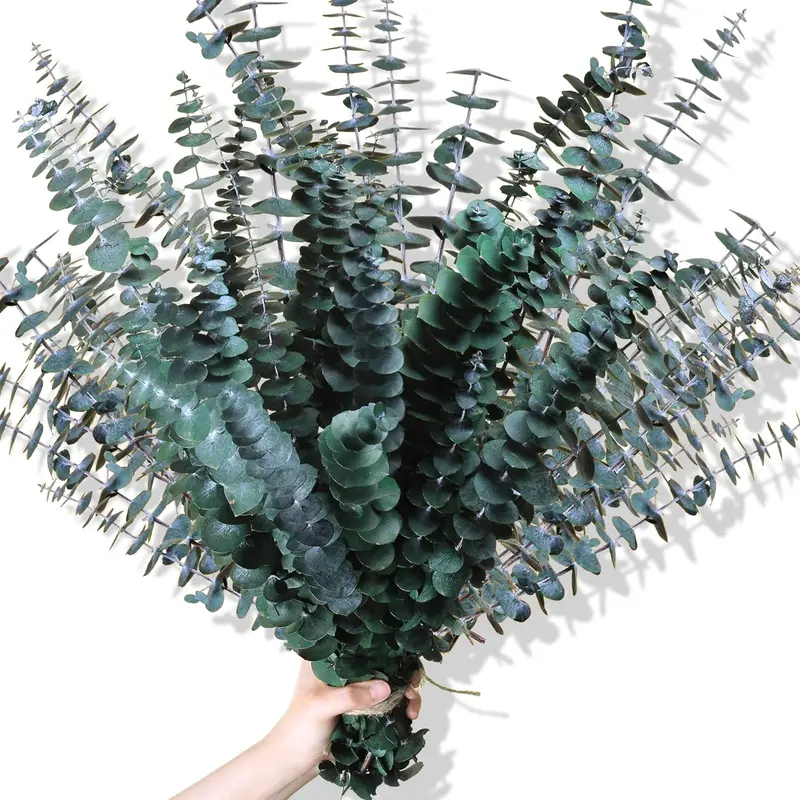30Pcs Dried Eucalyptus Stems 17" Real Preserved Eucalyptus Plant for Shower Fresh Natural Branches for Vase Eucalyptus Bundle for Home Decor Wedding Baby Shower Bathroom