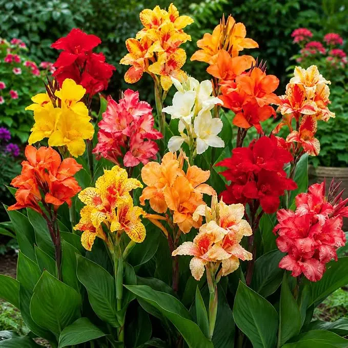 200 Pcs Hardy Perennial Canna Flower Seeds Mixed ColorsEasy to Grow for Outdoor Garden Landscaping BackyardPots Borders Bright