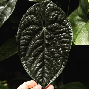 Anthurium Crystallium Dark x Luxurians Black Velvet Tissue Culture - Live Houseplant - Rare Hybrid Aroid - Dark Velvet Foliage - Deep Veining - Large Heart Shaped Leaves - Exotic Indoor Plant Gift - Embryonic Plantlet - Collector's Item - High-End Hybrid