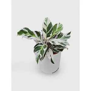 Calathea White Fusion