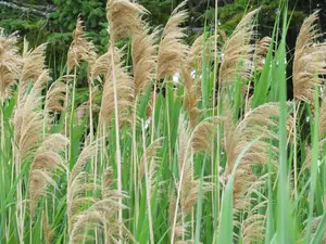 Common Reed Phragmites Australis Green Grass Seeds, 2 Pack (2000 Seeds Each), Non-GMO, Open-Pollinated, Fresh Perennial Grasses