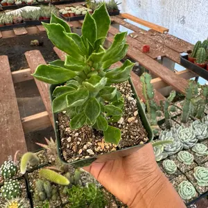 Euphorbia Ritchei plant 4 inch pot