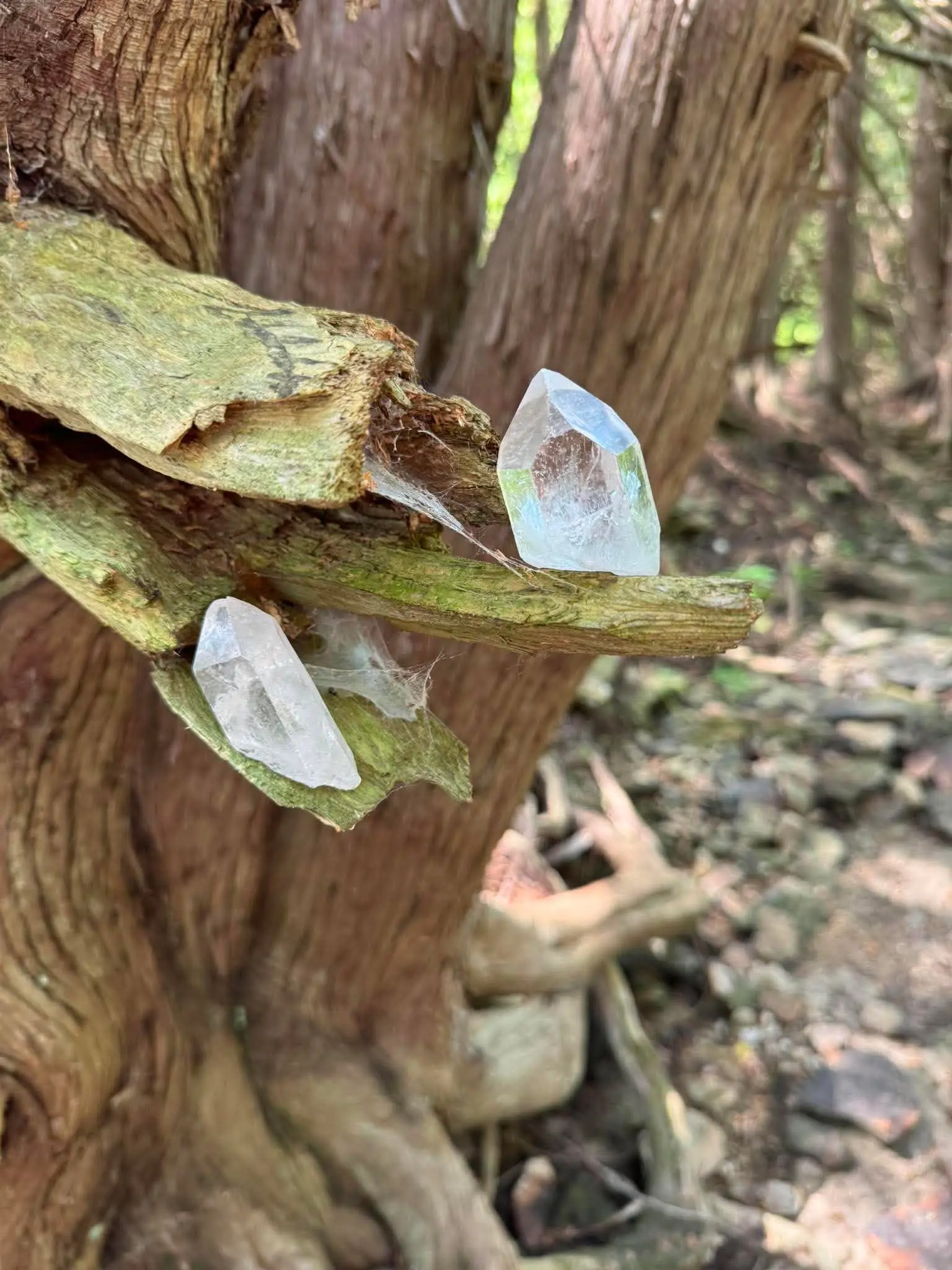 Clear Quartz Raw Crystal Points