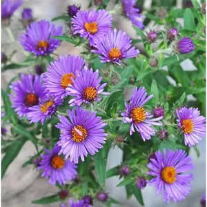 Flowers Seeds ,New England Aster