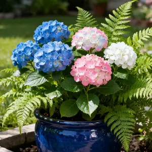 50Pcs Hydrangea Flower Seeds – Mixed Color Ornamental Garden Seeds for Home Planting (Seeds Only, Not Live Plants)