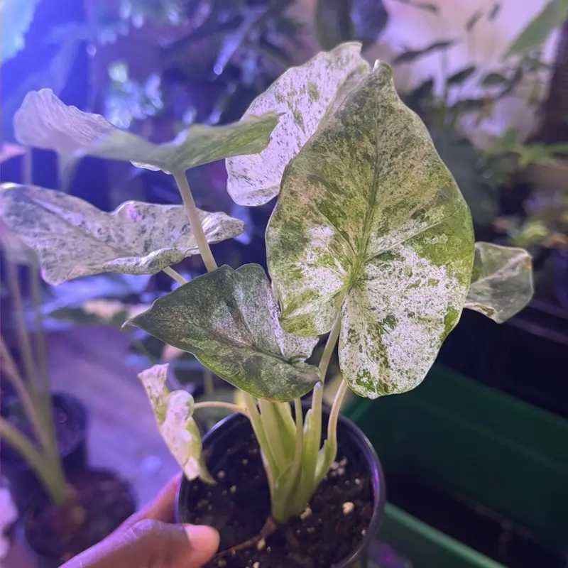 Alocasia blizzard