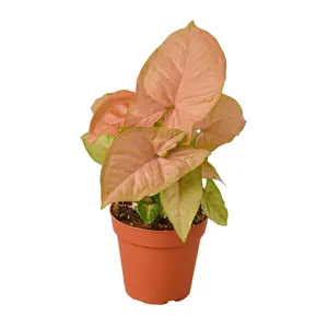 212 MAIN Strawberry Syngonium House Plant - Arrowhead Leaf, Low-Light Tolerant, Vining Growth, Indoor Use, Potted in 4 in. Container