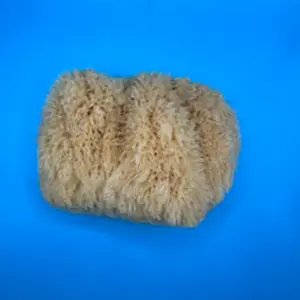 Sea Sponge