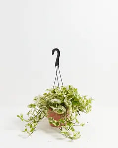 Pearls and Jade Pothos Pearls and Jade Pothos