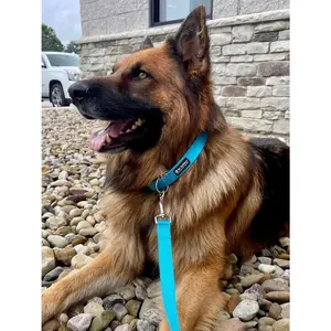 Light Blue Adjustable Nylon Dog Collar for Small, Medium, or Large Dogs