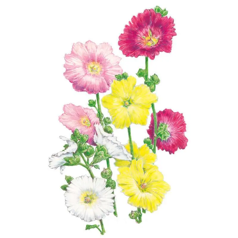 Indian Spring Hollyhock Seeds