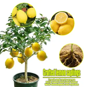 Merlot Lemon Tree Live Plant - Bergamot Tree - Indoor Balcony, Garden Potted Green Plants