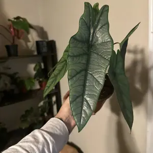 6” Dragon Breath Alocasia, live plant, indoor plant