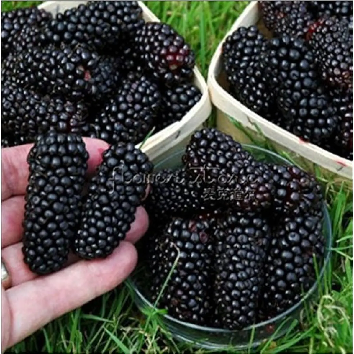 200 nutritious Pre-stratified Jumbo Thornless Blackberry Seeds Easy Plant
