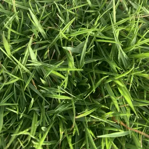 Zoysia Japonica Grass Seeds - 1/8 lb (1 lb Total with Purchase), Fine Texture, Carpet-Like Growth, Full Sun Required, Lawn Care, Greenery for Outdoor Garden Supplies Lawn Aesthetics Lawn Improvement Lawn Maintenance