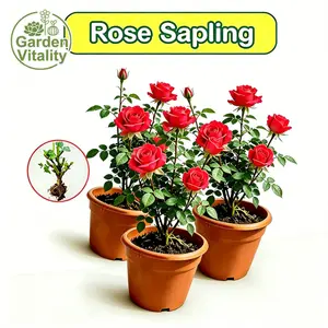 Premium Red Rose Seedlings Bare Roots, Low Thorns, Red Hybrid Tea Roses, Easy to Grow, Low Maintenance, Ideal for Potting and Above Growing, Ideal for Balconies, Home Gardens, Flower Beds and Backyard Landscapes